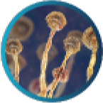 Catalase positive fungus of the Aspergillus species