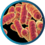 Catalase positive bacteria Serratia Marcesens