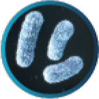 Catalase positive bacteria Burkoderia Cepacia