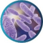 Klebsiella species