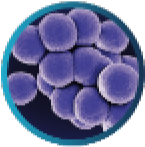 Catalase positive bacteria Staphylococcus Aureus